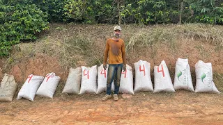 REALIDADE NA COLHEITA DE CAFÉ SEM USAR MÁQUINA ELE PANHOU 11 SACAS SOZINHO