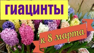 Достаем гиацинты для выгонки к 8 марта