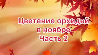 Цветение орхидей в ноябре ! Часть 2