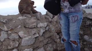 Обезьяны Гибралтара, Gibraltar monkeys