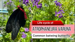Butterfly life cycle of Atrophaneura varuna (The Common Batwing) #butterfly#butterflylifecycle #蝴蝶生態