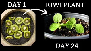 How To Grow Kiwi Plant with Seeds(Growing Kiwi With Seeds)