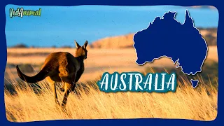 AUSTRALIA SALVAJE: Sorpréndete con sus animales únicos.