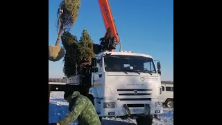 Крупномеры. Сосна (обыкновенная) готовые к посадке на новое место. Тобольск