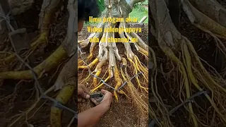 ilmu mahal progam akar bonsai.. silakan lihat video selengkapnya