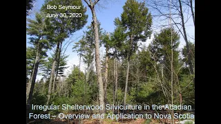 MCFC Webinar:  Irregular Shelterwood Silviculture in the Acadian Forest - Overview and Application