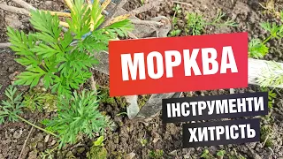 Як сію моркву? Інструменти, хитрість для зручної обробки.