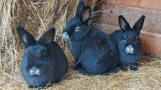 БОЛЬШОЕ СВЕТЛОЕ СЕРЕБРО🐰ОТСАДКА КРОЛЬЧАТ ОТ КРОЛЬЧИХИ🐇