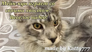 Котенок мейн-кун играет со своим хвостом! Супер видео для всех!