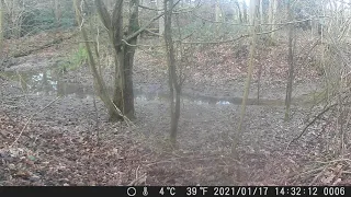 FOX HAS ZOOMIES [ PLM WILDLIFE ]