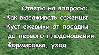 Как я высаживаю саженцы. Куст от посадки до первого плодоношения