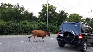 😡 Конфликт с абхазом из-за коров на дороге.