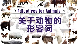 【关于动物的形容词Adjectives for Animals】毛茸茸的Fluffy 凶猛的Fierce 温顺的Gentle 学习中文表达 | 幼儿学汉语 | 儿童提高中文表达能力的方法