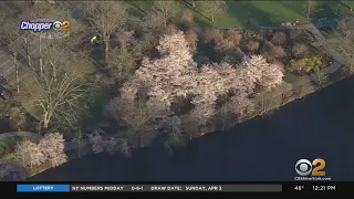 Newark cherry blossoms in bloom