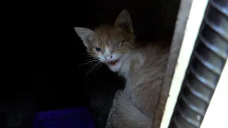 New kittens hisses at me