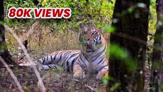 Pench National Park, Turia Gate | Travelclix | Jan 2020 | पेंच नॅशनल पार्क