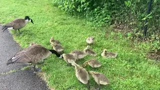 the south side goose family!