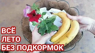 СЕКРЕТ ПЫШНОГО ЦВЕТЕНИЯ РАСКРЫТ! Не торопитесь сажать петунию в кашпо, пока не посмотрели это видео!