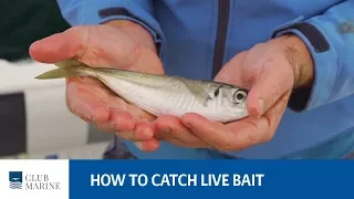 How to catch live bait - fishing tip with Al McGlashan | Club Marine