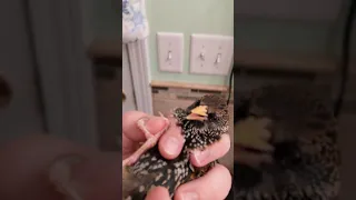 Pet Starling Complains about Being Given Medicine