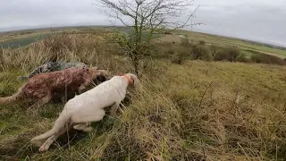 chasse bécasse setter anglais