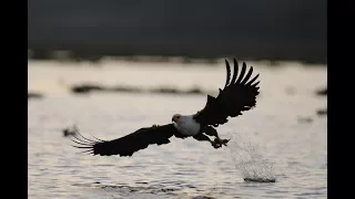 Fish Eagles of Naivasha promo 1