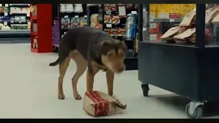 A Dog's Way Home | Bella steals Chicken At a Food Mart Scene | (HD)