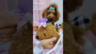 🐶 Cute puppy Funny  Cute Dog Pomeranian 😍 #FunnyPuppytiktok # 316