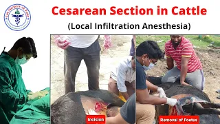 Cesarean Section (Cattle) | LA Surgery 09