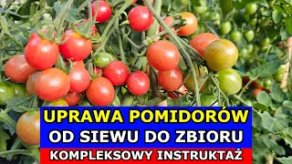 Jak uprawiać Pomidory OD SIEWU DO ZBIORU - Kompleksowy Instruktaż Uprawa Pomidorów.
