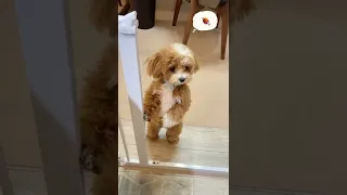 funny animals , Cutest Maltipoo Puppy