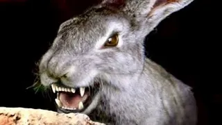 Official Trailer - NIGHT OF THE LEPUS (1972, Janet Leigh, Stuart Whitman, Rory Calhoun)