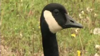 Baby Geese Hatched at our Casting Pond