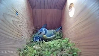21st March 2021 - Blue tit nest box live camera highlights