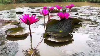 Relaxing Rain and lotuses🪷 /  Peaceful Nature Sound