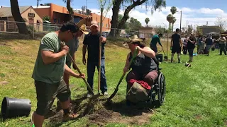 Planting Trees for the Future