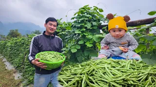 Harvest beans, plant flowers, disinfect wounds. Daily life of a single father