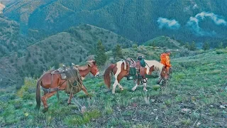 Montana DIY BEAR HUNT on Mules & Horses!