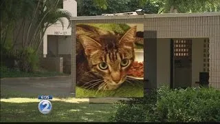 Cat expected to recover after being shot by arrow on Oahu