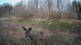 In a meadow, curious roedeer checks the trailcamera