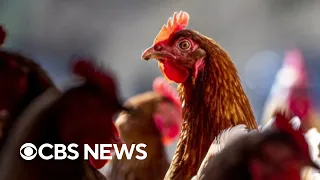 What to know about the human cases of bird flu case detected so far
