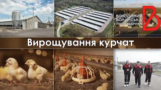 Вирощування курчат на "Володимир-Волинській птахофабриці"