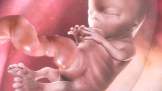 A gravidez por dentro - menino ou menina - BabyCenter