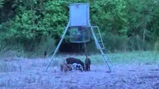 3 pigs shot with a bow