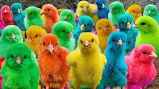 Ayam Lucu Dunia, Ayam Warna Warni, Ayam Pelangi, Bebek Lucu, Kelinci, Hewan Lucu🐤🦆🐠🥚