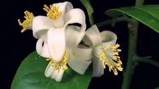 Копия видео Шедевр  Как распускаются цветы ускоренная съемка цветения   time lapse