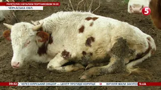 Пасуться в снігу і живуть в сараї без вікон: мешканець Черкащини знущається над худобою