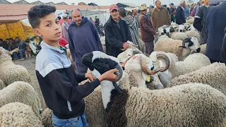 اليوم من سوق جمعة كيسر التمن راجع في الحولي الغليظ مع اتمنة الخروف والحولي #عيدالأضحى 2024