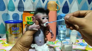 Newborn Baby Monkey Chiki's first Time Lunch Baby Porridge Chicken Carrot Sup