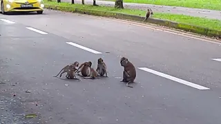 2022 Dec 22 Baby Monkey Refused to Give Way to Cars Bukit Timah Singapore
